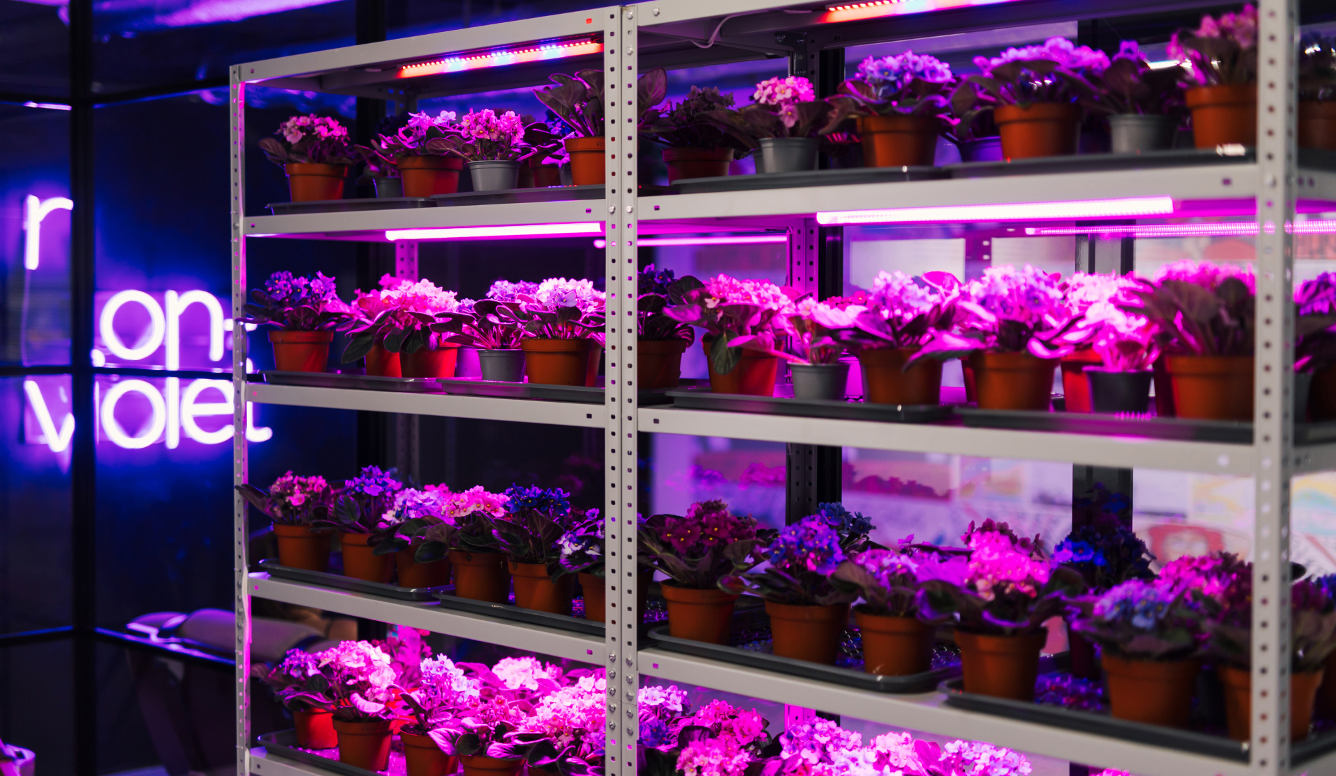 psculture_nonviolet_1