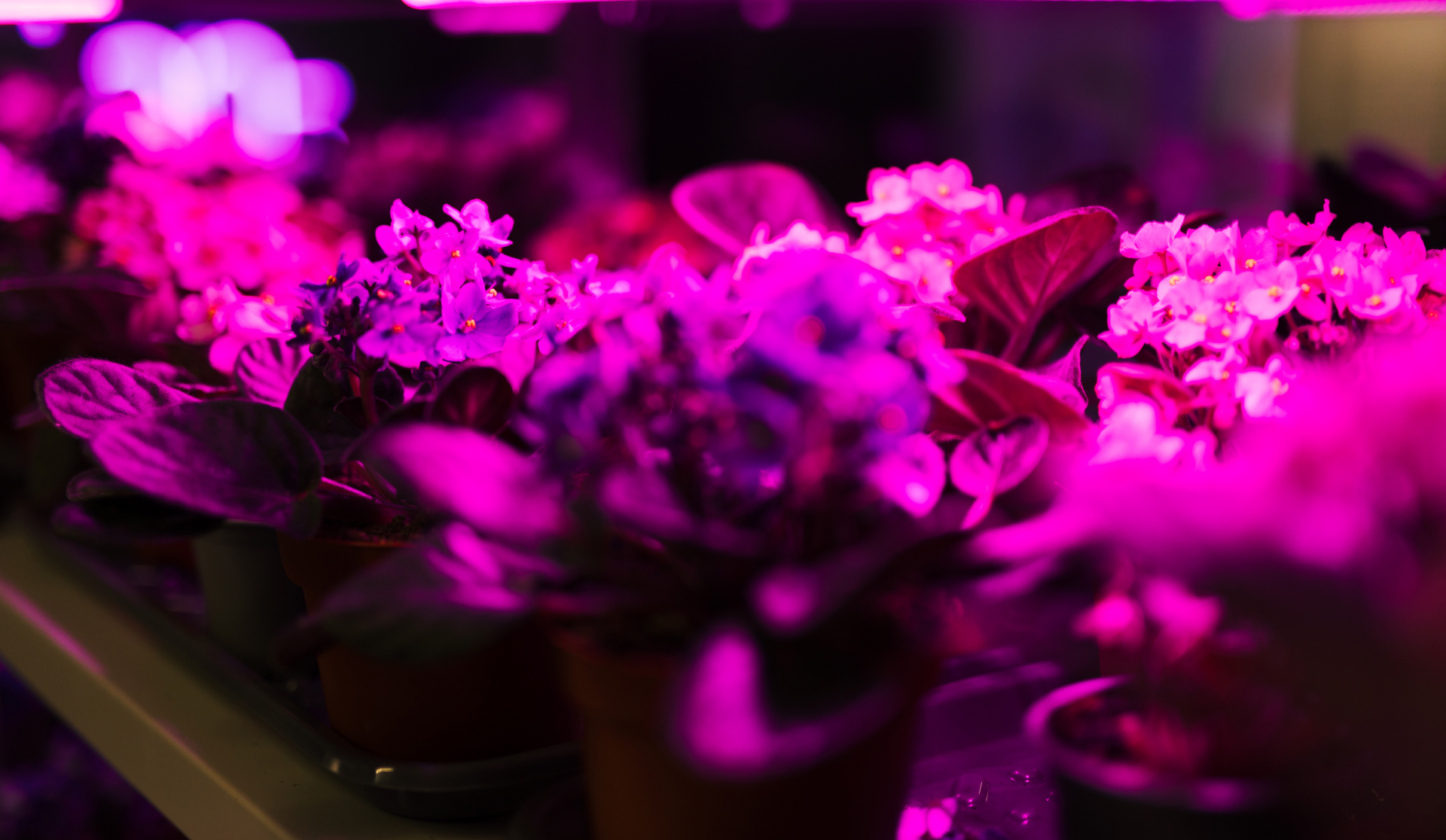 psculture_nonviolet_12